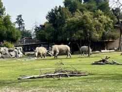 Rhinos